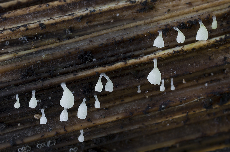 Calyptella capula